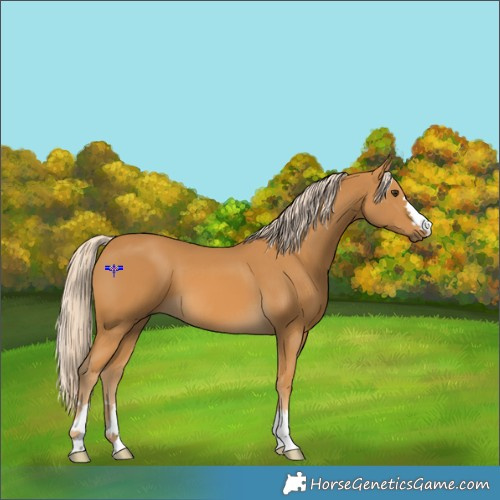 Horse Color:Palomino