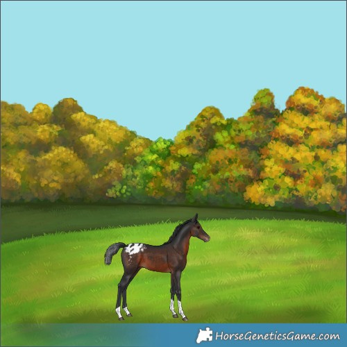 Horse Color:Brown Sabino Tobiano Appaloosa 