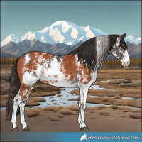 Horse Color:Silver Brown Sabino Rabicano  and Bay Sabino Rabicano 