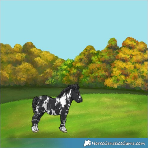 Horse Color:White Spotted Black 