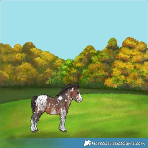 Horse Color:White Spotted Brown Blanket 