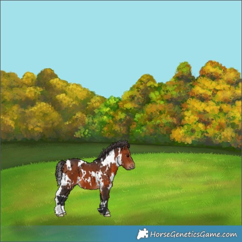 Horse Color:White Spotted Bay 