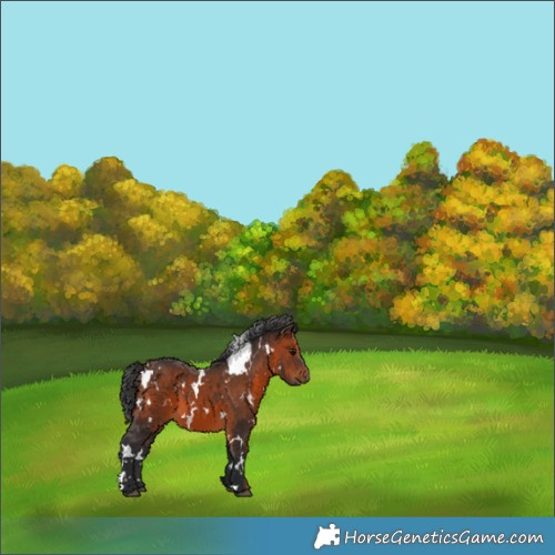 Horse Color:White Spotted Brown 
