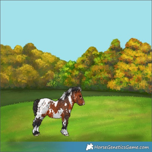 Horse Color:White Spotted Bay Appaloosa 