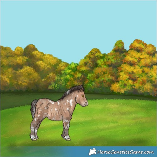 Horse Color:White Spotted Sable Champagne 
