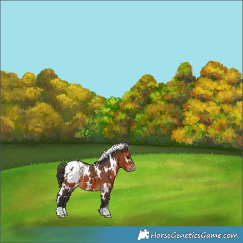 Horse Color:White Spotted Bay Appaloosa 