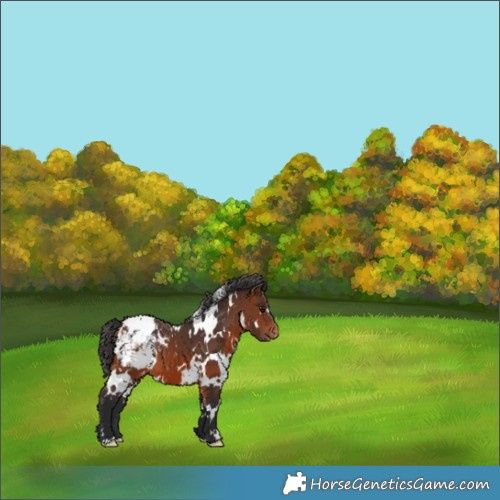 Horse Color:White Spotted Brown Appaloosa 