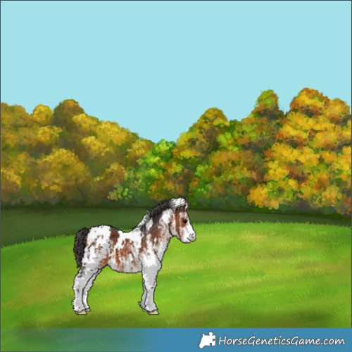 Horse Color:White Spotted Brown Appaloosa 
