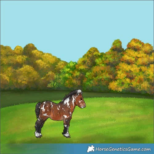 Horse Color:White Spotted Bay 