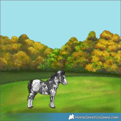 Horse Color:White Spotted Black Appaloosa