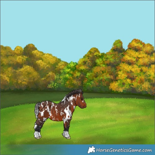 Horse Color:White Spotted Bay 