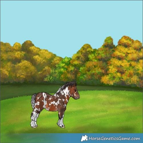 Horse Color:White Spotted Bay 
