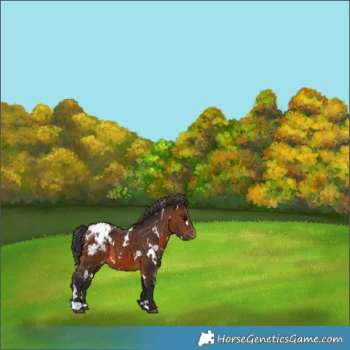 Horse Color:White Spotted Brown Appaloosa 