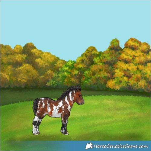 Horse Color:White Spotted Brown 