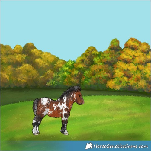 Horse Color:White Spotted Brown Appaloosa 