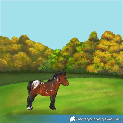 Horse Color:White Spotted Brown Appaloosa 