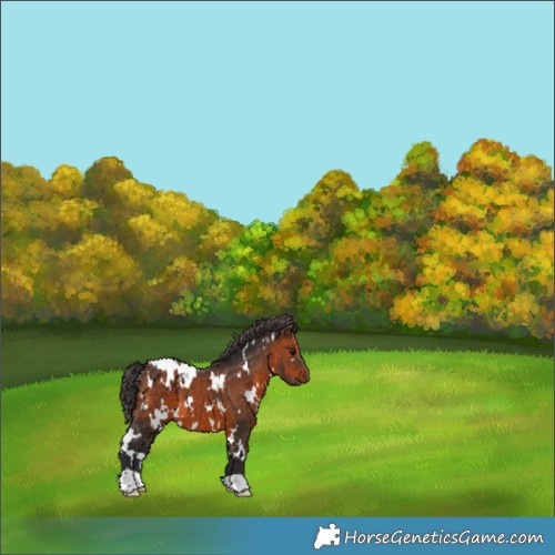 Horse Color:White Spotted Brown 