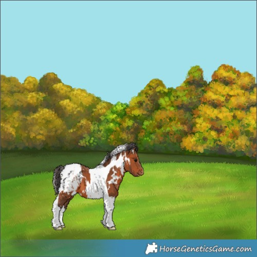 Horse Color:White Spotted Bay Tobiano Appaloosa 