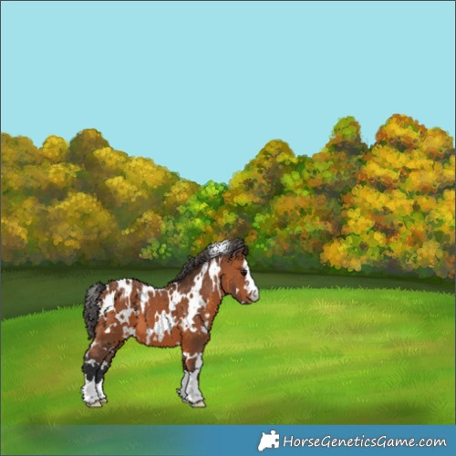 Horse Color:White Spotted Bay Appaloosa 