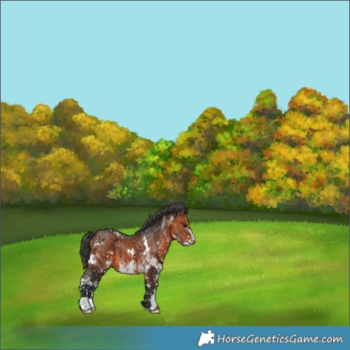 Horse Color:White Spotted Bay 