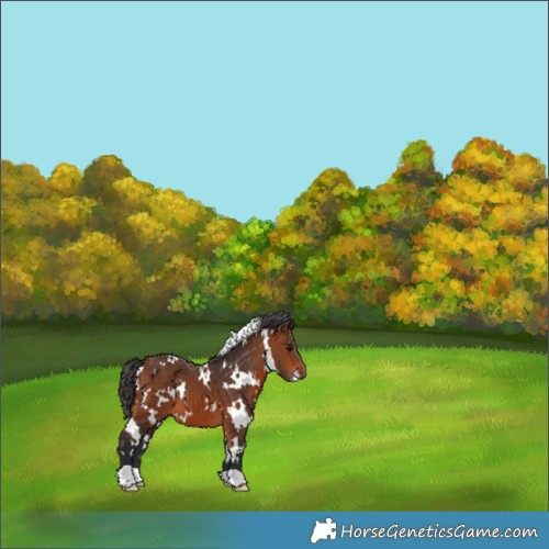 Horse Color:White Spotted Bay 