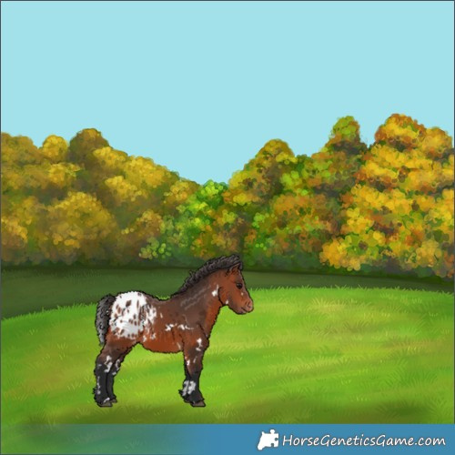 Horse Color:White Spotted Bay Appaloosa 