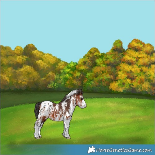 Horse Color:White Spotted Bay Appaloosa 