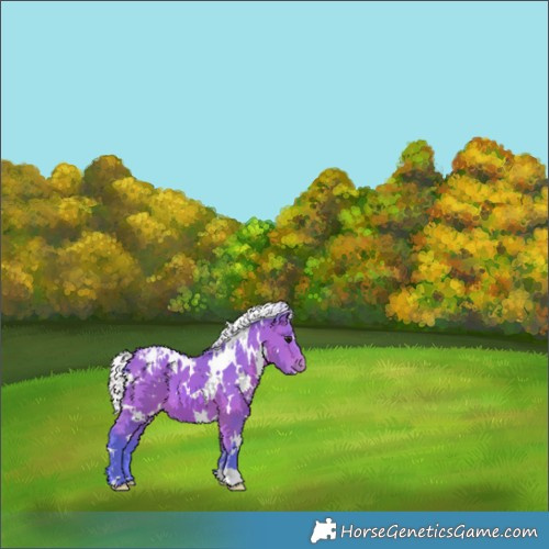 Horse Color:Watercolor White Spotted Silver Bay Appaloosa 