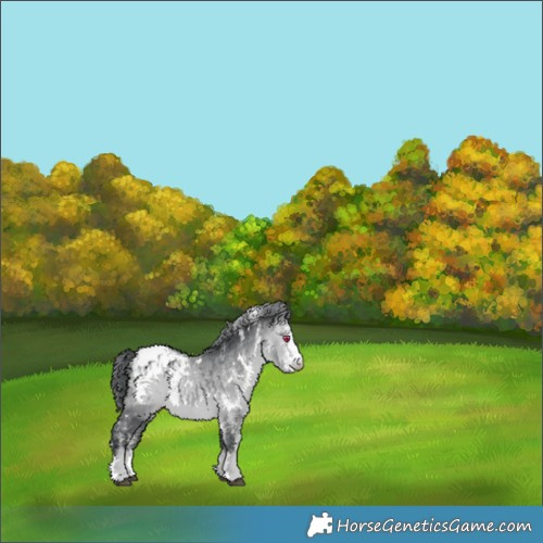 Horse Color:White Spotted Bay Chinchilla Appaloosa 