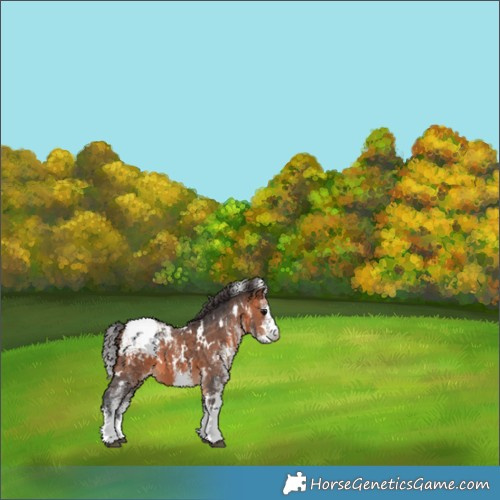 Horse Color:White Spotted Bay Appaloosa 