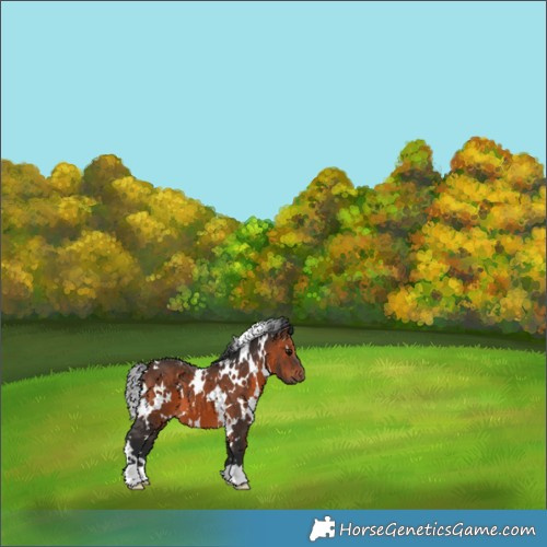 Horse Color:White Spotted Brown 
