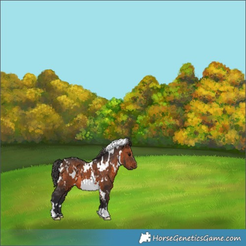 Horse Color:White Spotted Brown 