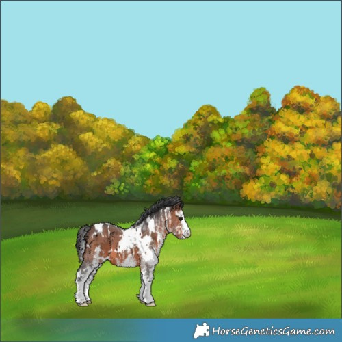 Horse Color:White Spotted Brown 