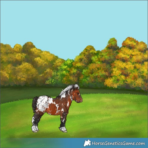 Horse Color:White Spotted Brown Appaloosa 