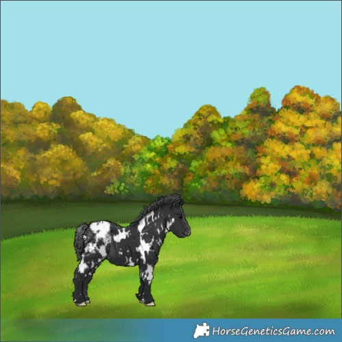 Horse Color:White Spotted Black Appaloosa 