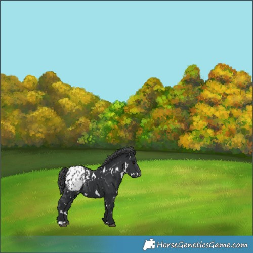 Horse Color:White Spotted Black Appaloosa 