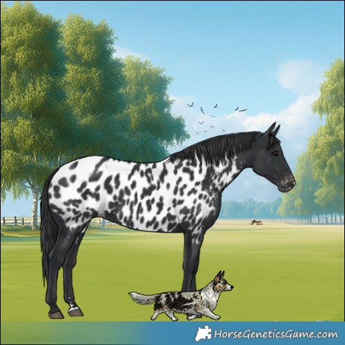 Horse Color:Black Appaloosa