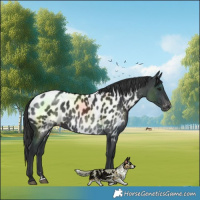 Horse Color:Black Near Leopard 