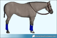 Horse Color:Grullo  and Grullo 