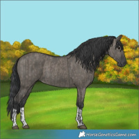 Horse Color:Grullo and Grullo