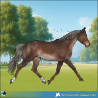 Horse Color:Liver Chestnut Mushroom 