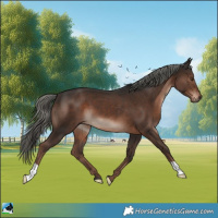 Horse Color:Liver Chestnut Mushroom 