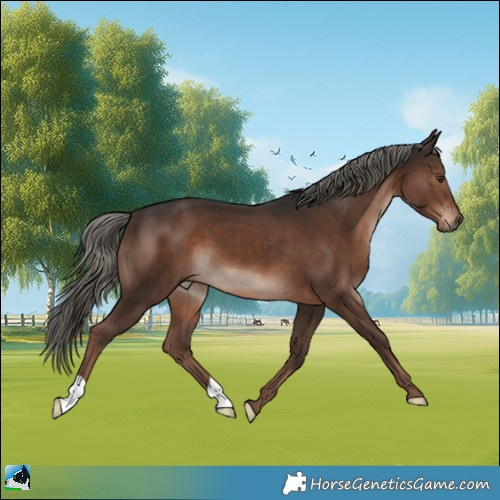 Horse Color:Liver Chestnut Mushroom 