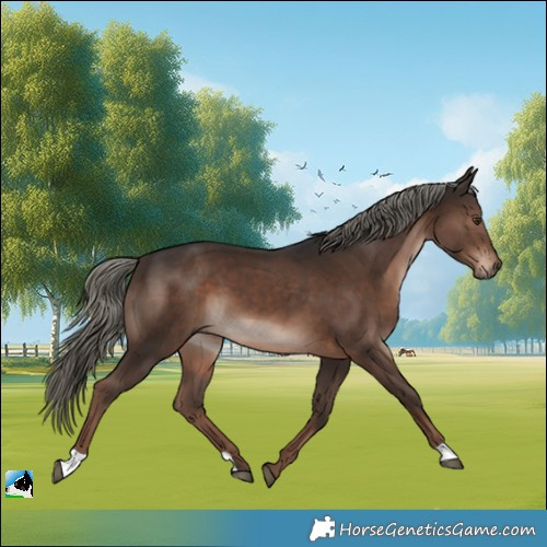 Horse Color:Liver Chestnut Mushroom