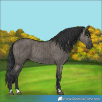 Horse Color:Grullo  and Grullo 