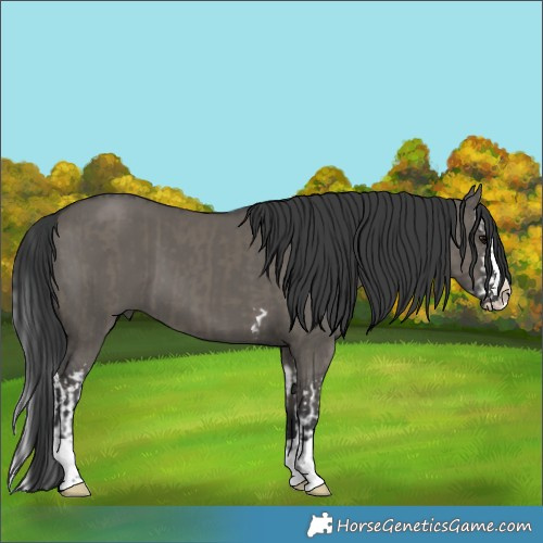 Horse Color:Grullo Splash  and Grullo Splash 