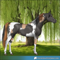 Horse Color:Red Dun Splash and Black Tobiano