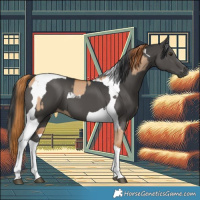 Horse Color:Red Dun Splash  and Black Tobiano 