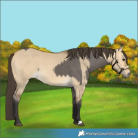 Horse Color:Smoky Grullo  and Buckskin Dun 