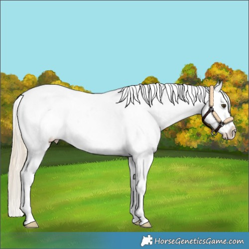Horse Color:White Spotted Palomino Dun Sabino Appaloosa